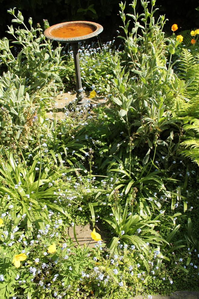 birdbath and bluebells