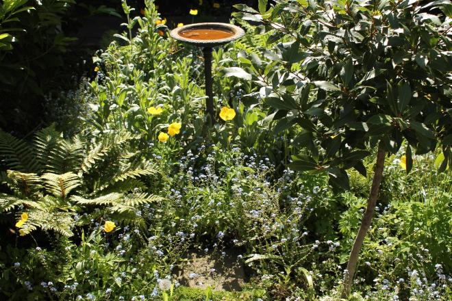 birdbath and poppies