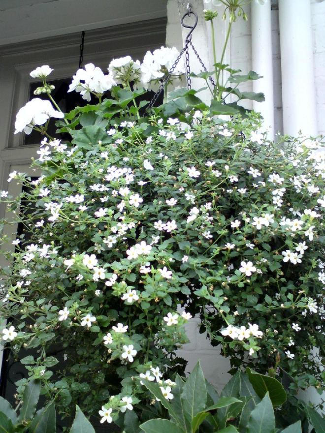hanging basket of bacopa and geraniums