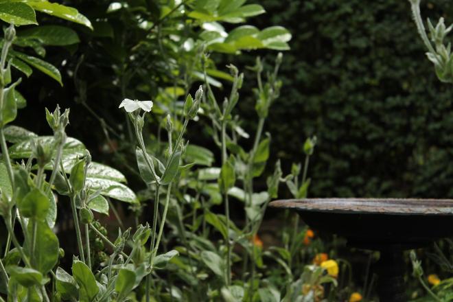 summer white flowers