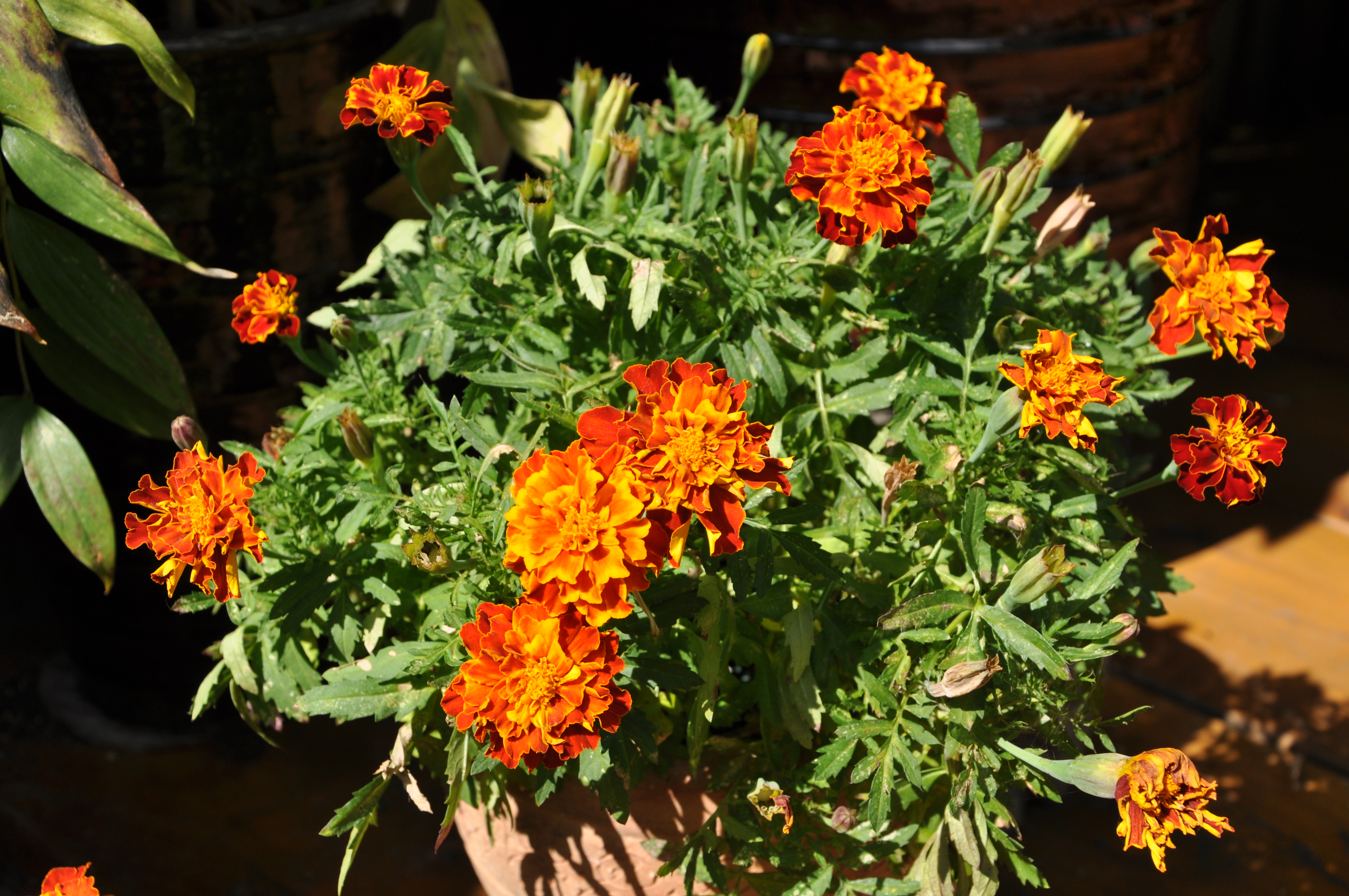 DSC_0176.jpg
