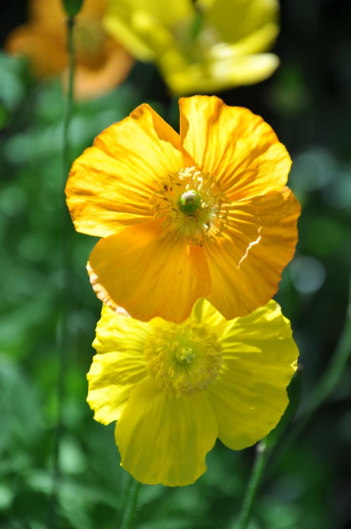 golden wonder orange and yellow poppes2