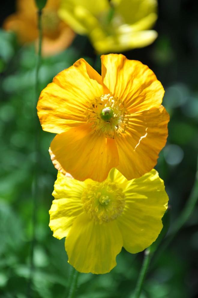 golden wonder orange and yellow poppes2