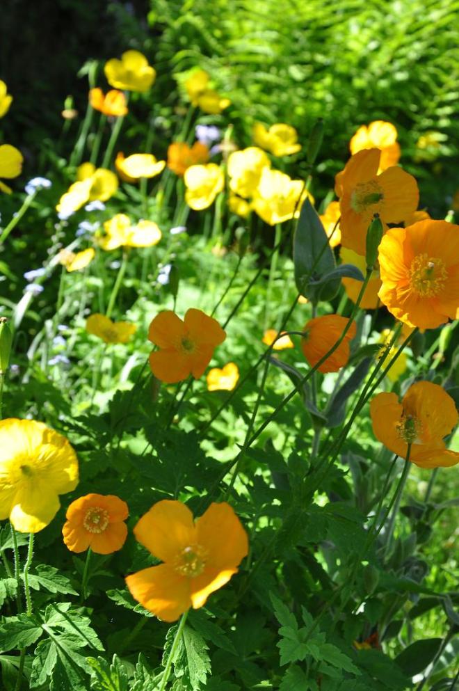 golden wonder yellow and orange poppies