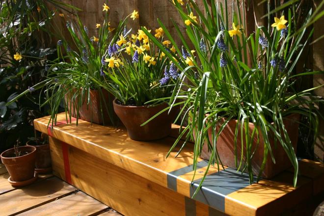 dafffs and muscari on bench