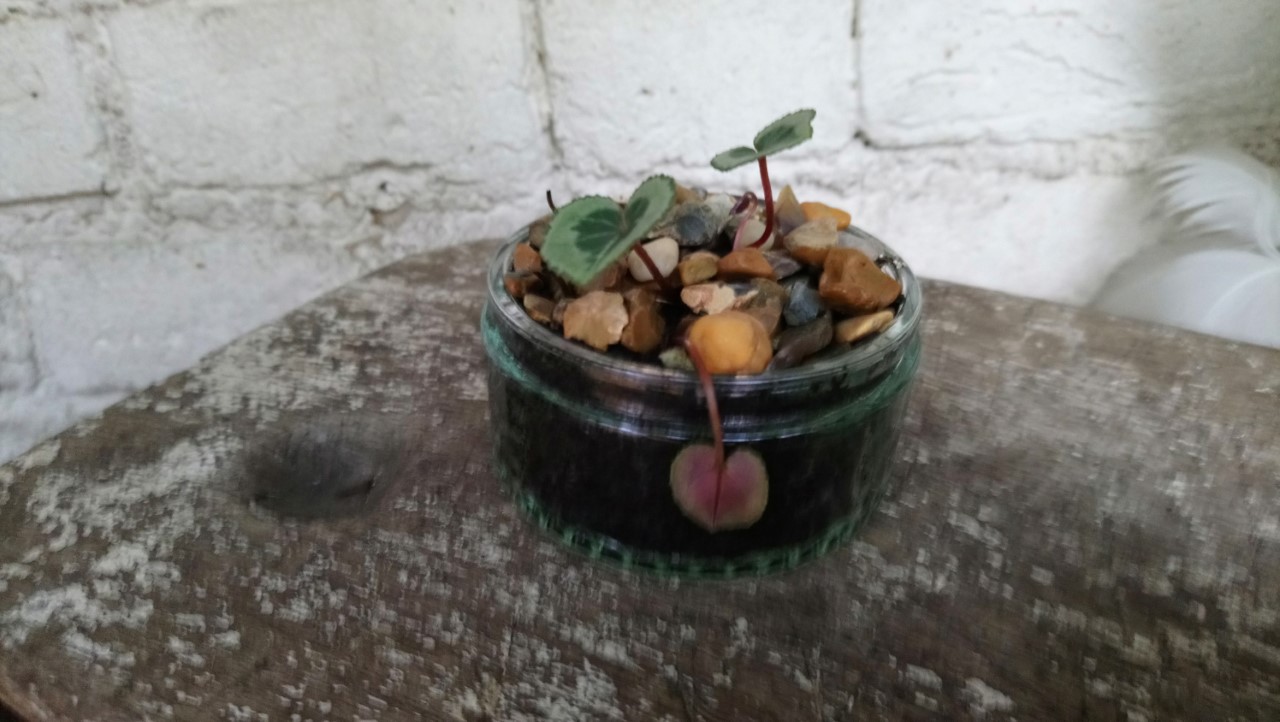 teeny blooming cyclamen