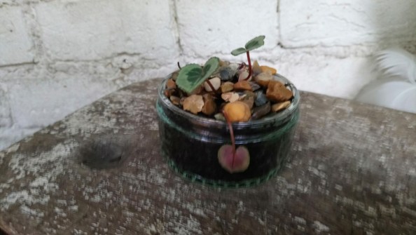 teeny blooming cyclamen