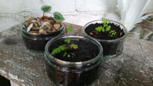 teeny blooming glass jars4