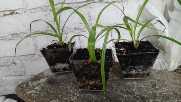 teeny blooming grasses3