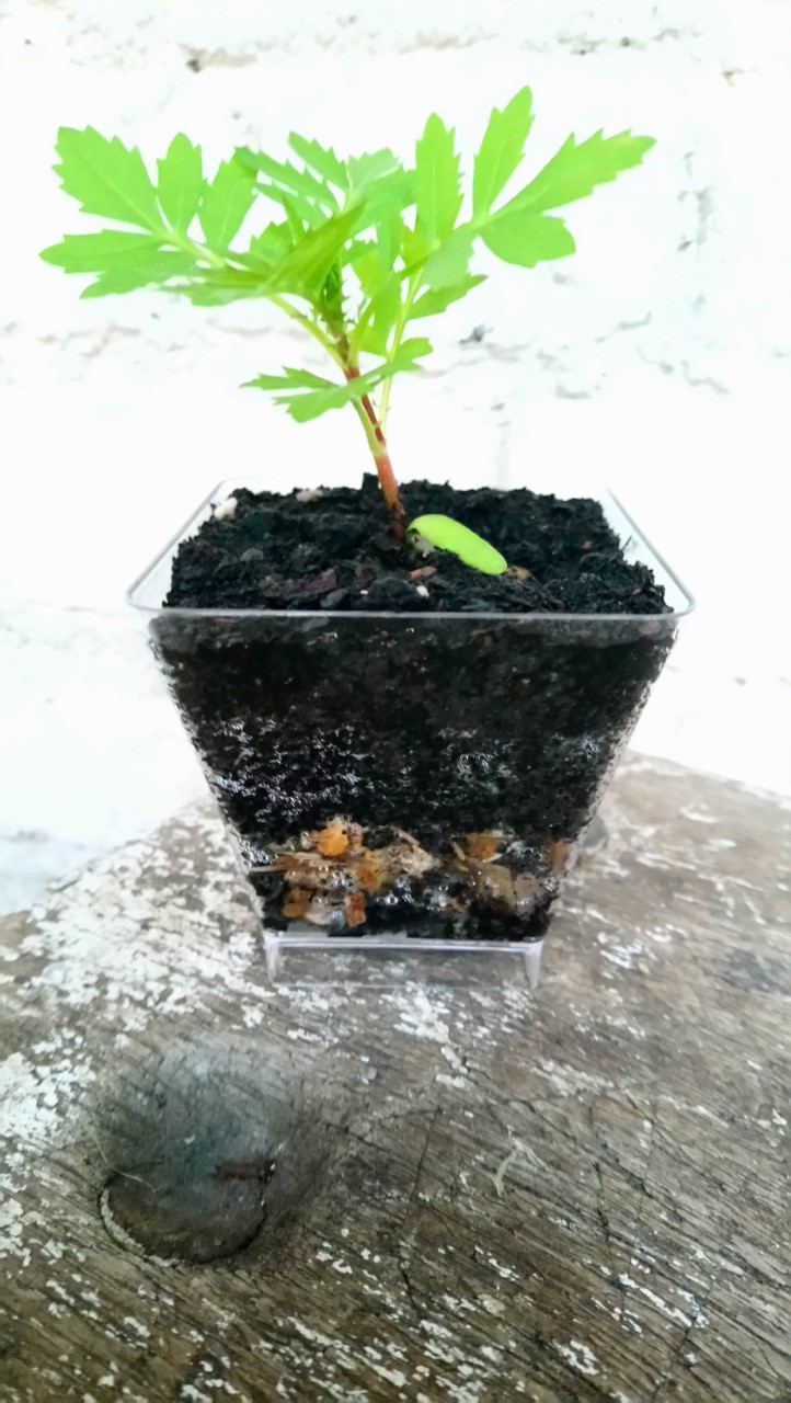 teeny blooming marigold