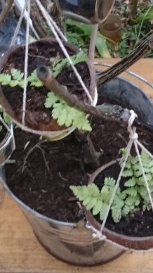 teeny bloomingplaces coconut hanger