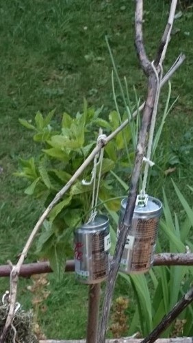 teenybloomngplaces coke can