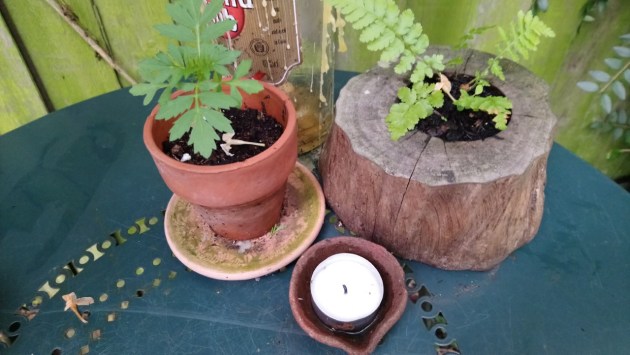 tiny blooming ferns and marigold