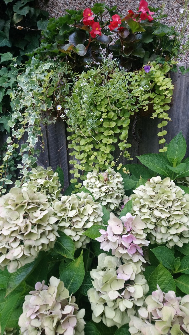 hydrenga and hanging basket