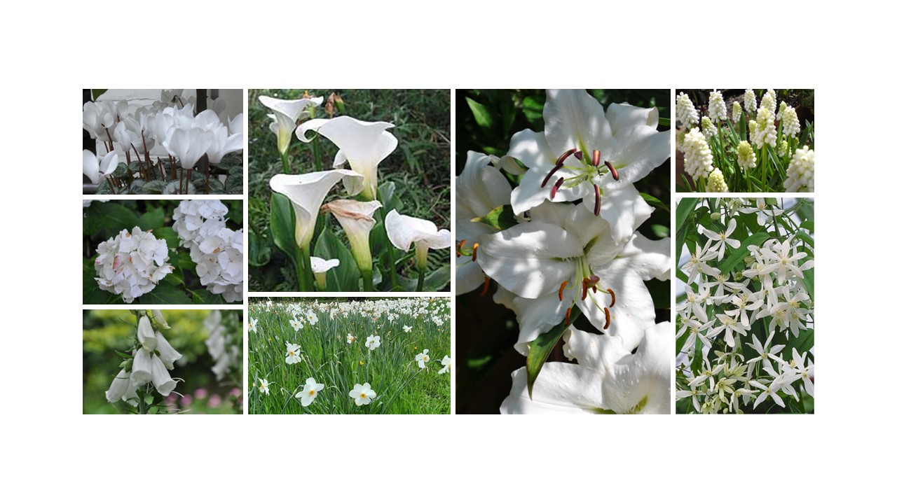 white flowering plant combinations